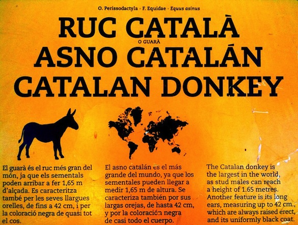 Catalan Donkey