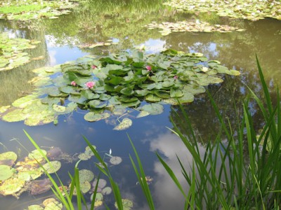 Waterlilies in Giverny | ROOSTERGNN