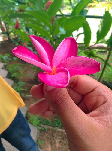 Jamaica, flower, pink 
