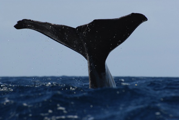 Whale in Azores