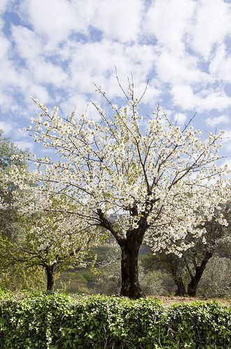 Cerezo en flor en el Valle del Jerte | (via Pinterest) 