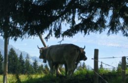 lucerne, switzerland, cows