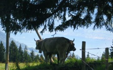 lucerne, switzerland, cows