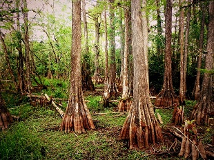 Cypress trees in Everglades National Park of southern Florida are notable for their exposed roots and longevity. 