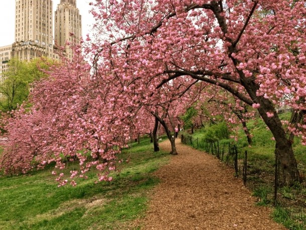 Cerezos en Central Park | vía Chicas en New York