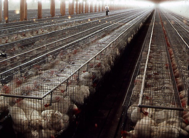 "Chickens in a Factory" | Oregon Department of Agriculture