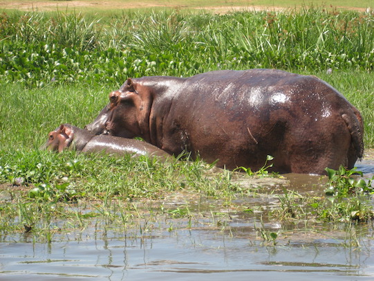 Escobar's Hippopotamus | Cliff via Flickr